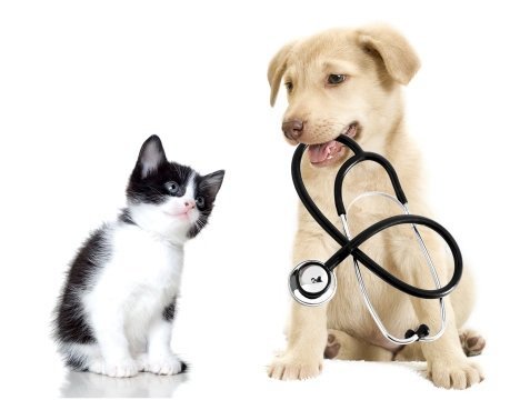 Star Vet - clinica veterinara